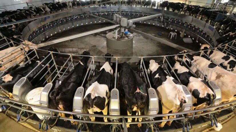 Outro diferencial é o cuidado com o bem-estar animal. As vacas são mantidas em um galpão climatizado de 27 mil m&#xB2;, com ventilação cruzada e resfriamento evaporativo, que reduz em até 12°C a temperatura interna nos dias mais quentes. (Fazenda Colorado/Divulgação)